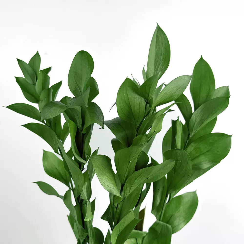 永生花进口桔叶优质真花干花花束DIY情人节手工花材云南工厂批发