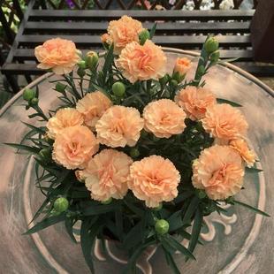 Carnation Potted Flower Seedlings First Kiss Oscar Milk Peach Blooms in All Seasons Women's Day and Mother's Day Flowers