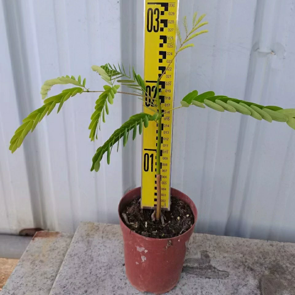 2312 Саженцы база оптовая поставка липких листьев бобов