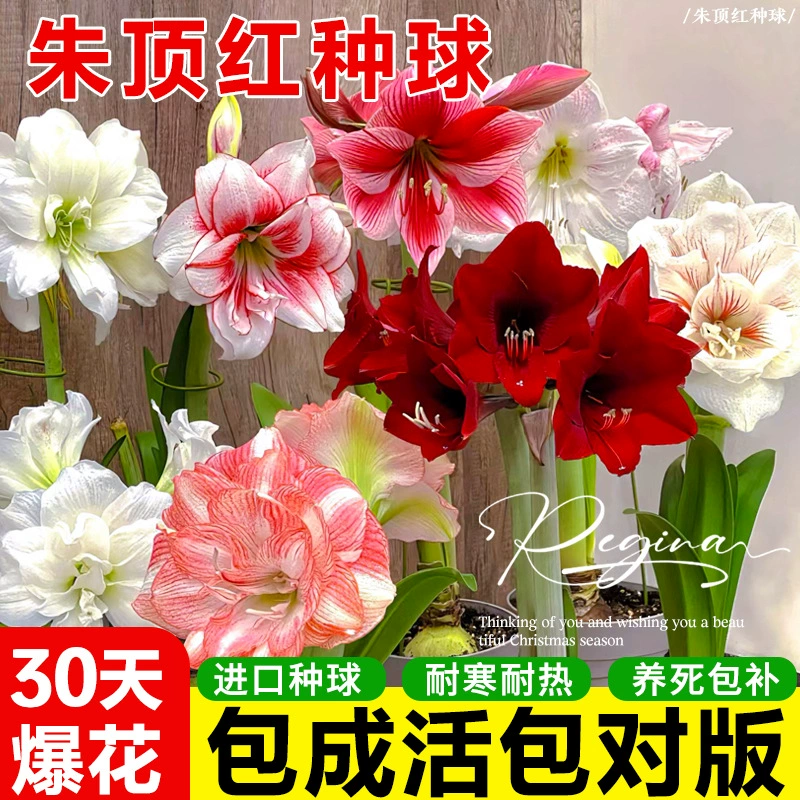 Жариновый красный импортный шарик с двойным лепестком