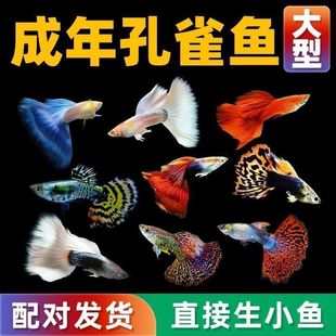 ��ȸ�~�^�p�Pβ�~С�~���N�ᎧС�ͺ��B�Ꭷ�~�ͻ��~���^�p�~��ĸ