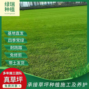Guangdong Huizhou Landscaping Lawn Resistant Taiwan Grass Real Grass Belt Mud Lawn Belt Mud Grass Roll Real Lawn