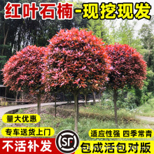 t~ʯ骘ͥԺGֲϱNֲ@־GļL