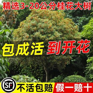 𻨘ش¹ͥԺeԾGSļֲ