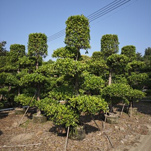2412 Base Wholesale Shape Banyan Tree 3- 3.5m High Small Leaf Banyan Pile Head Courtyard Landscape Greening Trees