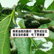 ����ɣҶ����ժι���ͽ�˿�ϱ���ѧ��������װ��Ҷɣ��Ҷ���ϲ���