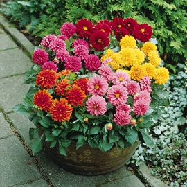 种子;灌木;乔木