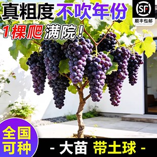 �ش�޷�������ꖹ�õ����������Ϙ��������ͥԺ�����ϱ����Nֲ