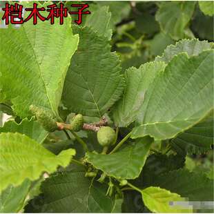 ���羳��؛����ľ�N��ˮ���Ϙ�N����ľ�N���²ɽ��Ϙ�ľˮ���L��