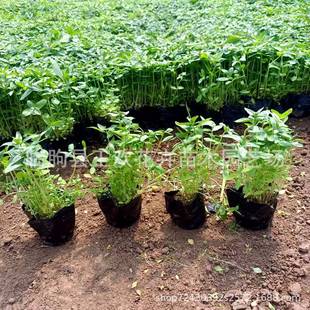 Chrysanthemum Cup Seedlings, Aquatic Florals, Water-Cultured Plants, Aquatic Plant Base Projects, Greening Landscape Forest Wholesale