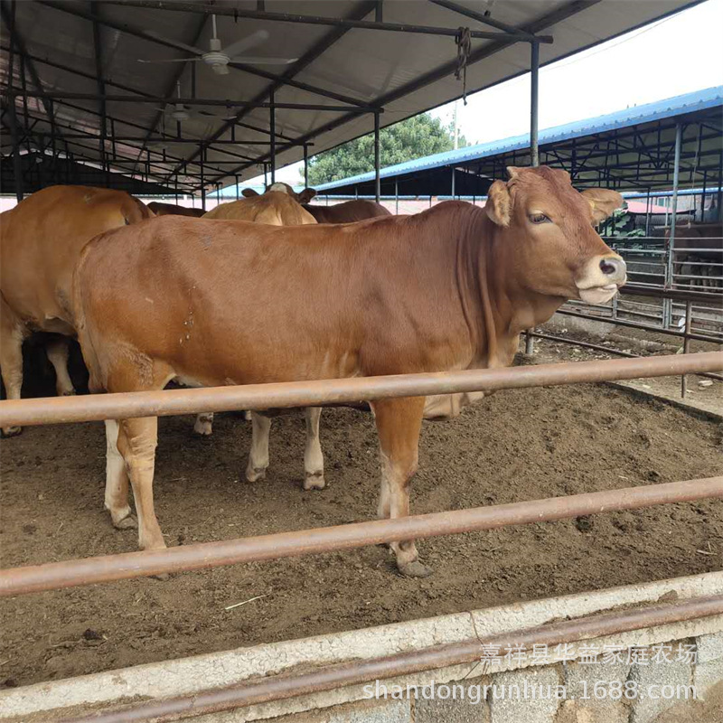 供应6个月的肉牛苗 育肥黄牛 改良杂交肉牛 鲁西黄牛牛犊价格