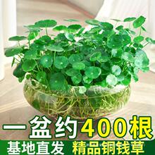 铜钱草小绿植水培植物水养草籽花卉室内盆栽金钱草四季好养活带叶