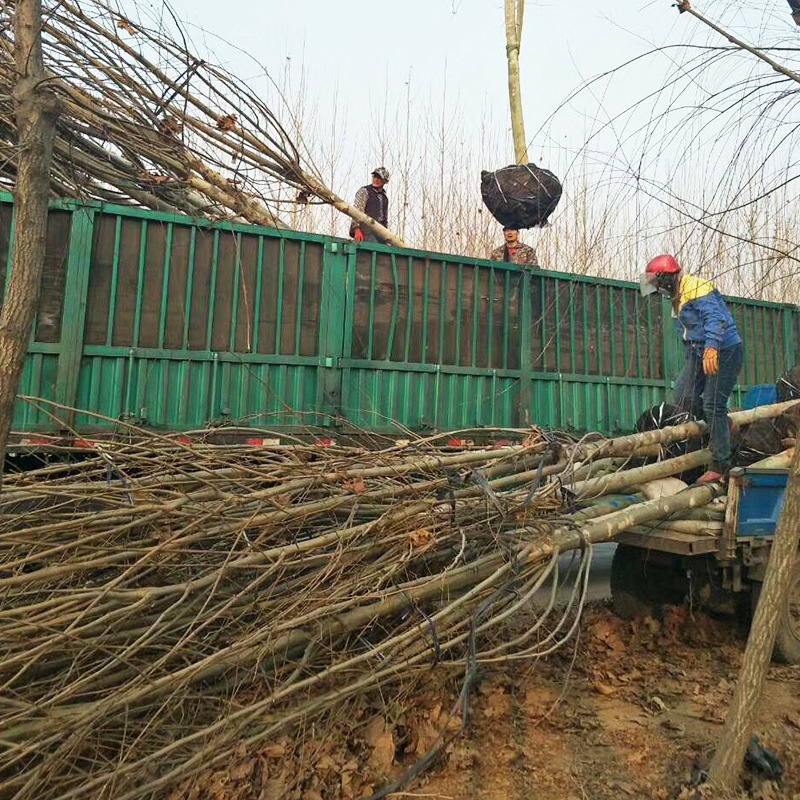 法桐大树苗基地批发绿化苗木法国梧桐树1-30公分粗悬铃木大小树苗