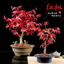 日本红枫造型盆景红舞姬盆栽老桩四季树苗红叶子室内阳台庭院植物
