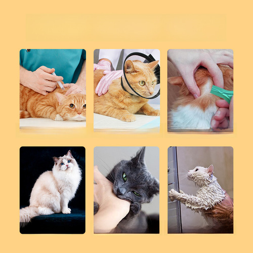 Elizabeth Circle Dog and Cat Collar Head Cover Anti-Licking and Anti-Bite Cover Protective Circle Shame Circle Cat Pet Supplies