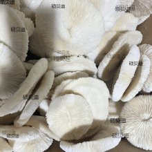 天然白珊瑚圆形海菊花海蘑菇贝壳鱼缸造景道具装饰品摆件水晶消磁