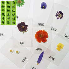 塑封植物标本干花幼儿园学生教学diy手工材料压花书签树叶过塑