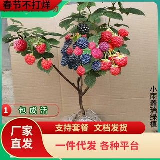 一件代发树莓苗双季覆盆子果树苗盆栽地栽南北方种植当年结果红黄