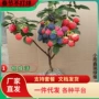 种植地栽盆栽红黄果树苗