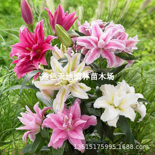 Imported Perfume Lily Bulbs with Large Double Petals Bloom in All Seasons, Indoor Potted Flower Plants, Flowers Are Easy to Feed Florals