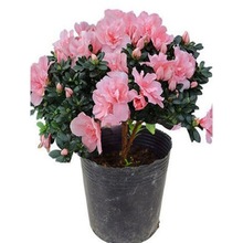 四季杜鹃花苗盆栽花卉植物杜鹃花树苗循环开花庭院阳台绿化苗