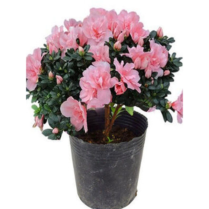 四季杜鹃花苗盆栽花卉植物杜鹃花树苗循环开花庭院阳台绿化苗