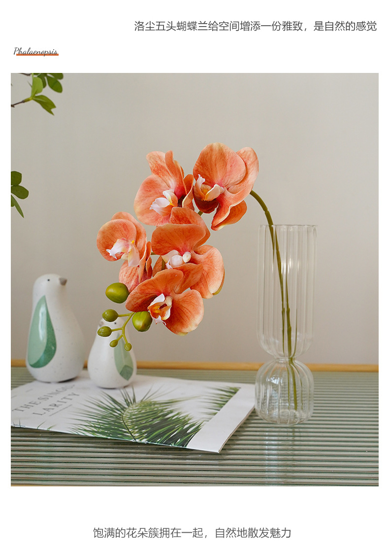 洛尘五头蝴蝶兰_09.jpg