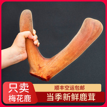 鹿老板鲜鹿茸头茬梅花鹿整根鹿茸泡酒专用正品片新鲜带血鹿茸整枝