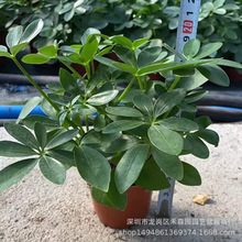 ľ_ľ~ɏGֲСˮ໨k҃辰lֱ