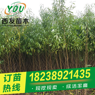 Wholesale of Peach Seedlings 1cm 2cm 3cm Peach Trees for Land Use Fruit Trees Peach Seedlings Peach Seedling Base