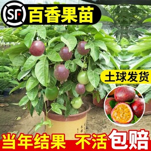 PASSY FRUIT TREE SEEDLIES PLANTING IN THE NORTH AND NORTH OF THE FOUR SEASONS POTTING WATER FRUIT SEEDLIES Dwarf Courtyard Gold