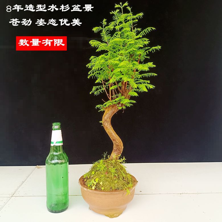 고급 오래된 더미 모양 메타세쿼이아 분재