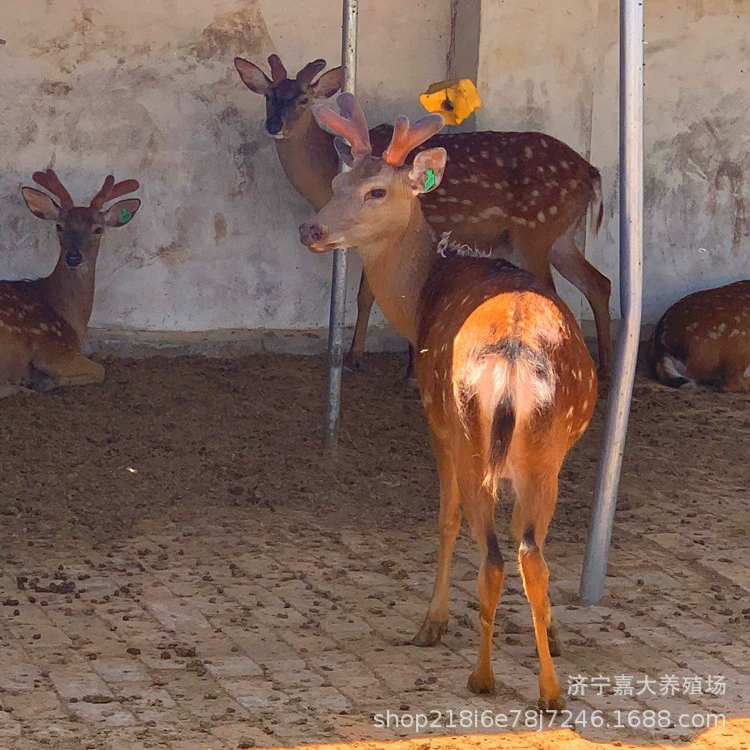 Sika оленей разведения перспектива и прибыль поставки Живописное место смотреть Sika оленей живых родственников одомашненных Sika оленей