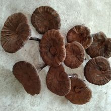 甄选江西不苦 半野生紫灵芝整枝整朵含孢子粉来自深山灵芝免费切l