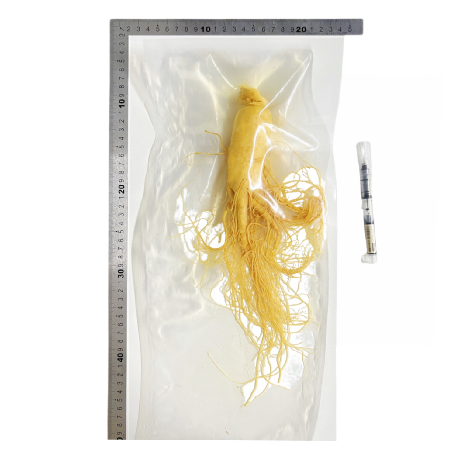 【鮮人参】長白山人参卸売メーカー直販 東北特産新鮮人参 酒漬け人参 生人参