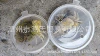 1 large sand crab