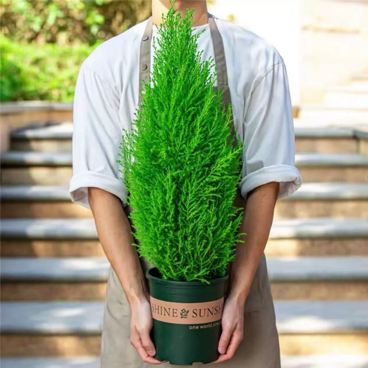 Ароматный кипарис, маленькая ароматная сосна, горшечное растение, рождественская елка, бонсай, четырехсезонное зеленое растение, легко поддерживать в офисе с ароматом кипариса.