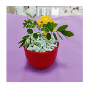 ��ͯ��ɫɳ�ӈ@ˇ�辰ֲ���b�ɫɳ�[ʯ΢���^DIY���{ɫ��ʯ��