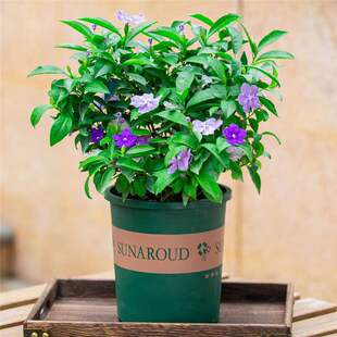 Two-Color Jasmine Seedlings Potted Indoor Balcony Bloom All Year Round and Are Easy to Grow Plants with Floral Fragrance Large Pots of Florals