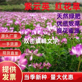种子;草种子;草坪