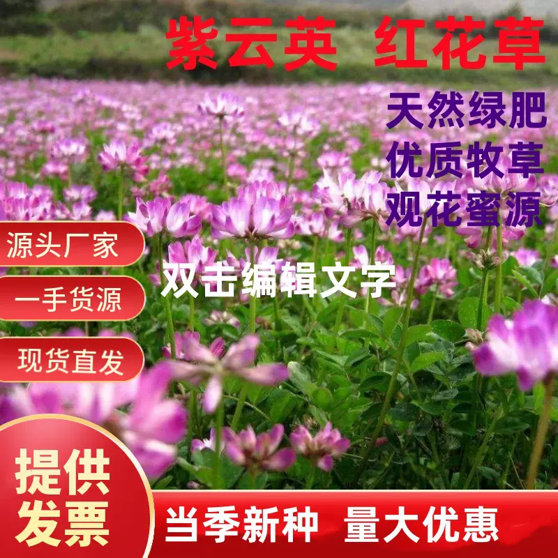 紫云英种子果园绿肥土壤改良花海景观牧草养蜂蜜源植物红花草种籽