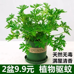 Mosquito Repellent Potted Fragrant Leaf Geranium Plant Indoor Mosquito Repellent Green Plant Courtyard Flowering Anti-Mosquito Flower