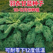 ¸{N¸{ʳøm̨ļu~{N