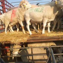 肉羊出肉率小尾寒羊改良小尾寒羊活羊苗育肥小羊羔哪里出售