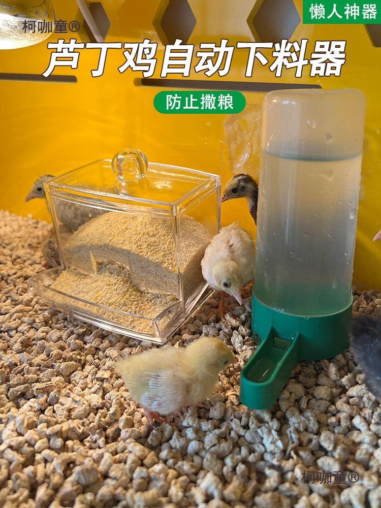 芦丁鸡鹌鹑鹌鹑雏鸡小鸡加高食槽水槽水壶喂食器自动下料喂麦太保
