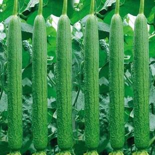 Meat Luffa Seeds, Seedlings, Seedlings, Vegetable Seedlings, Vegetable White Four-Season Seedlings, Potted Plants with Soil, Old Variety Fragrance