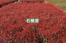 一件代发庭院绿化工程苗红叶石楠球小苗 红叶石楠树苗 红花继木球