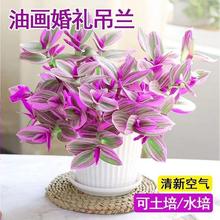 油画婚礼吊兰小盆栽紫露兰花室内花卉绿植多肉水培垂吊植物客厅