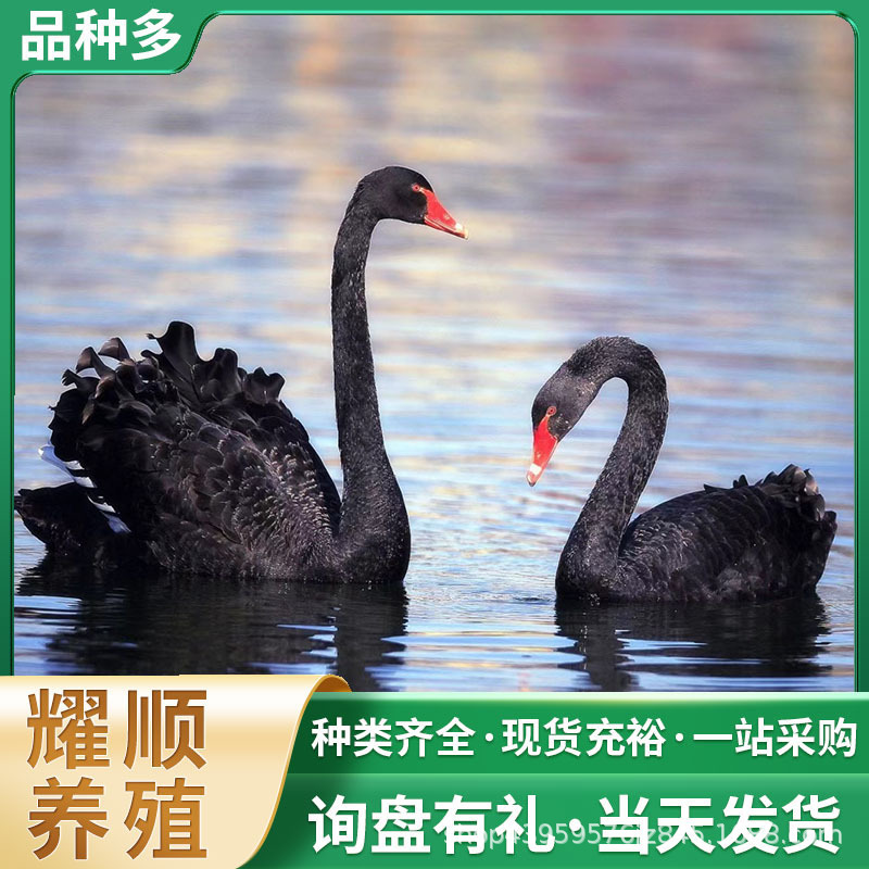 景区观赏动物供应商 人工养殖羊驼 梅花鹿 等萌宠动物养殖繁育