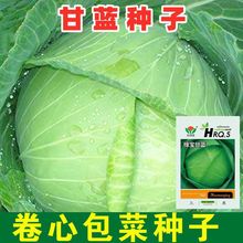 绿宝甘蓝种子高温包菜青菜籽高产早熟甘兰籽蔬菜种籽秋冬季种春季